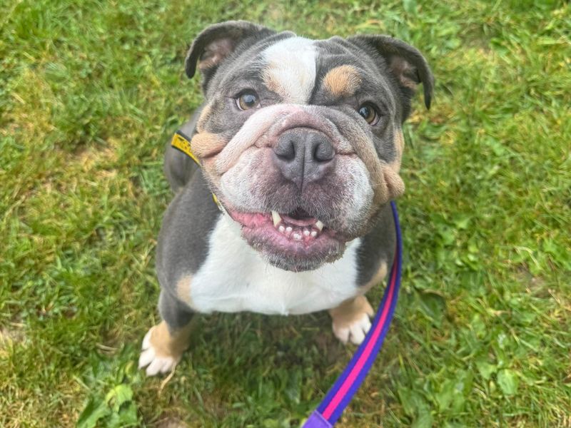 English Bulldog for adoption in Kenilworth, Warks – 4 years old