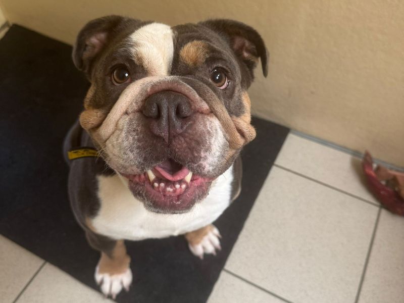English Bulldog for adoption in Kenilworth, Warks – 4 years old - Image 2 of 4