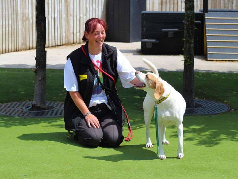 Beagle for adoption in Manchester, Greater Manchester – 8 years old - Image 5 of 5