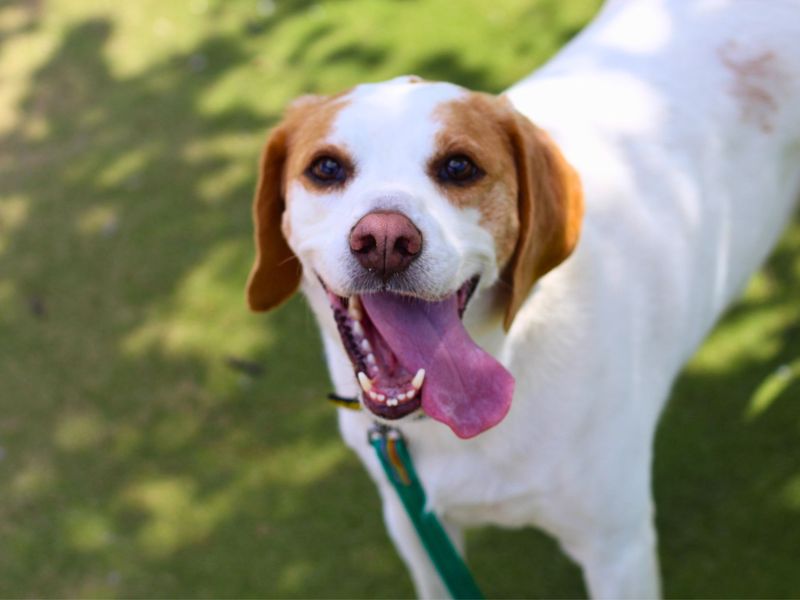 Beagle for adoption in Manchester, Greater Manchester – 8 years old - Image 4 of 5