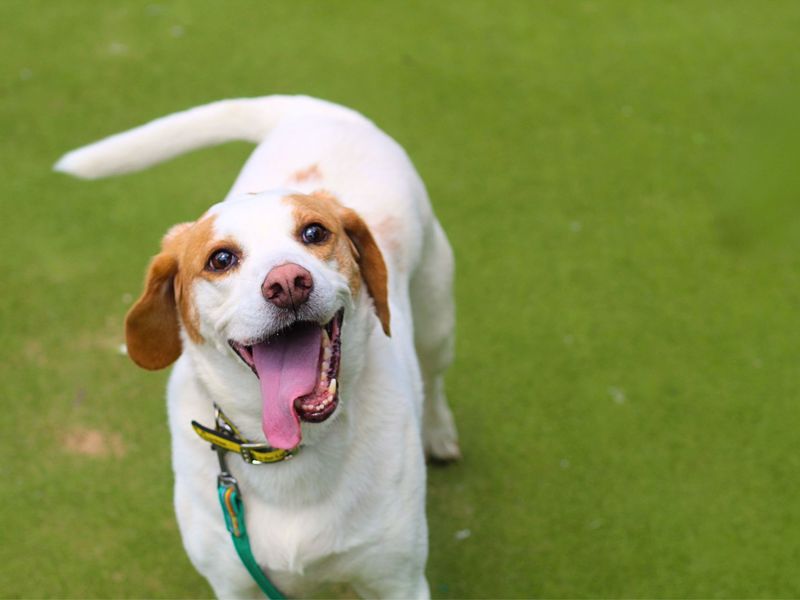 Beagle for adoption in Manchester, Greater Manchester – 8 years old - Image 2 of 5