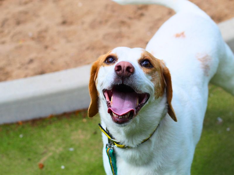 Beagle Dogs And Puppies For Adoption
