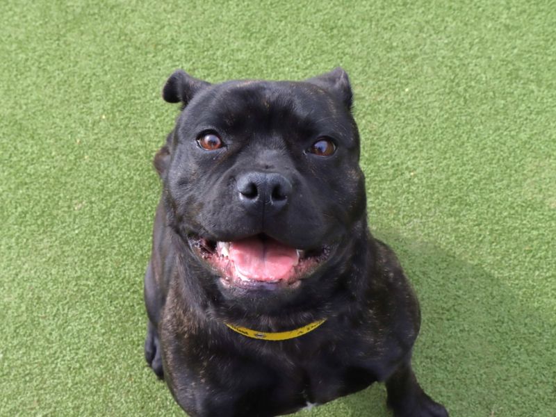 Staffordshire Bull Terrier for adoption in Evesham, Worcestershire – 1 year old - Image 3 of 4