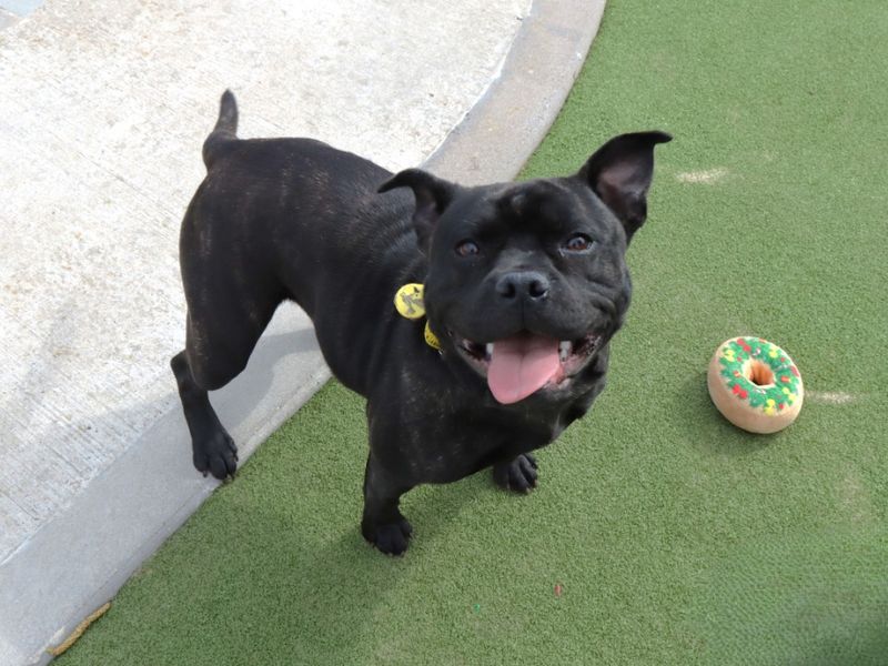 Staffordshire Bull Terrier for adoption in Evesham, Worcestershire – 1 year old - Image 4 of 4