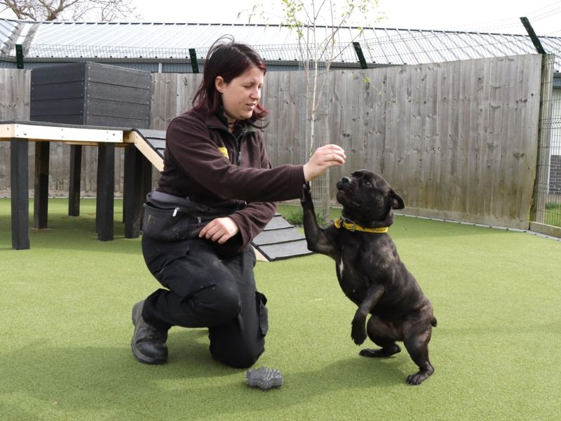 Staffordshire Bull Terrier for adoption in Evesham, Worcestershire – 1 year old - Image 2 of 4