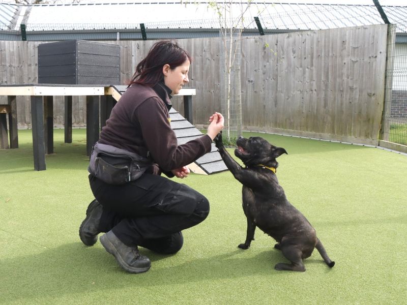 Mabel for sale in Evesham, Worcestershire