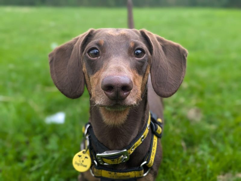 Cooper | Dachshund (Miniature Smooth Haired) | West Calder (Edinburgh) - 1