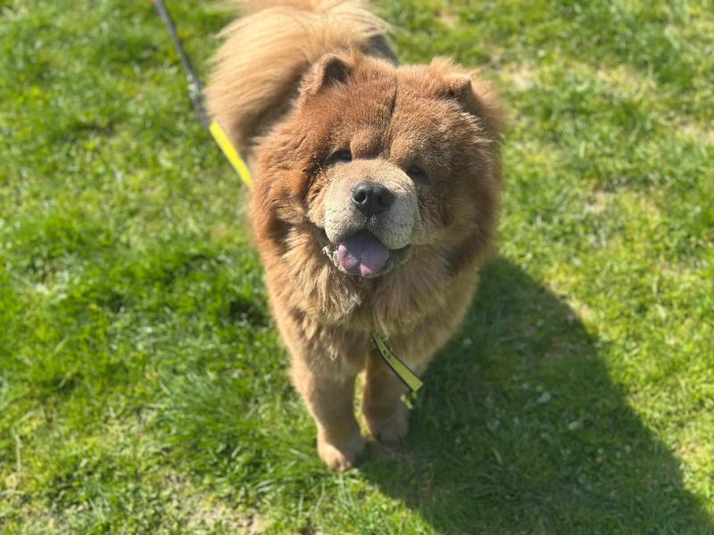Charles | Chow Chow | Bridgend (Wales) - 1