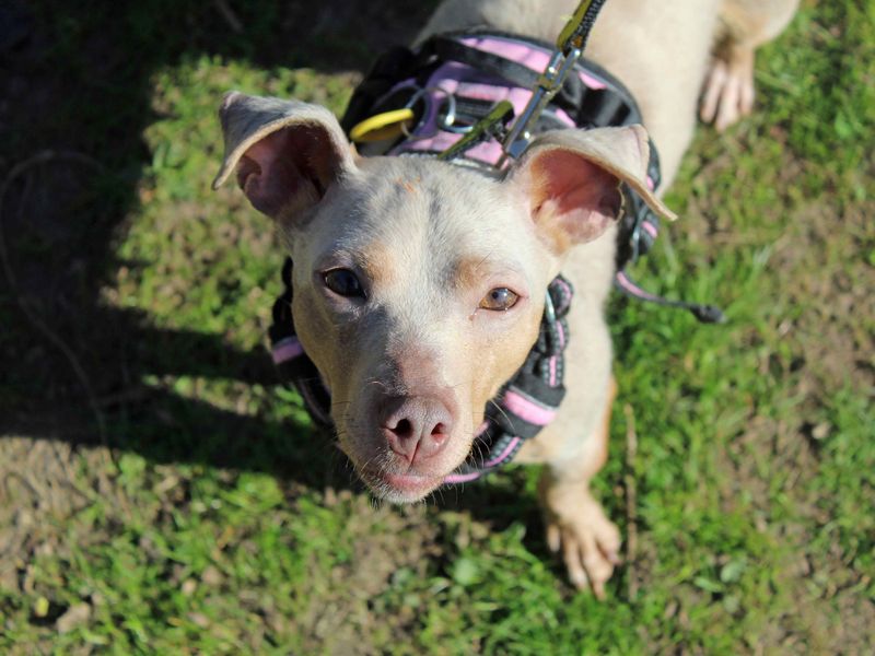 Jack Russell for adoption in Glasgow, Scotland – 3 years old - Image 2 of 2