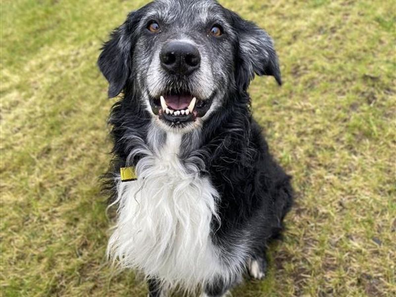 Charlie for sale in Ballymena, Co Antrim