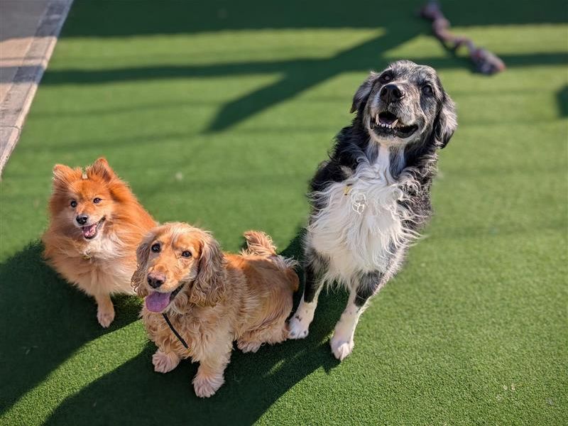 Charlie for sale in Ballymena, Co Antrim - Image 2