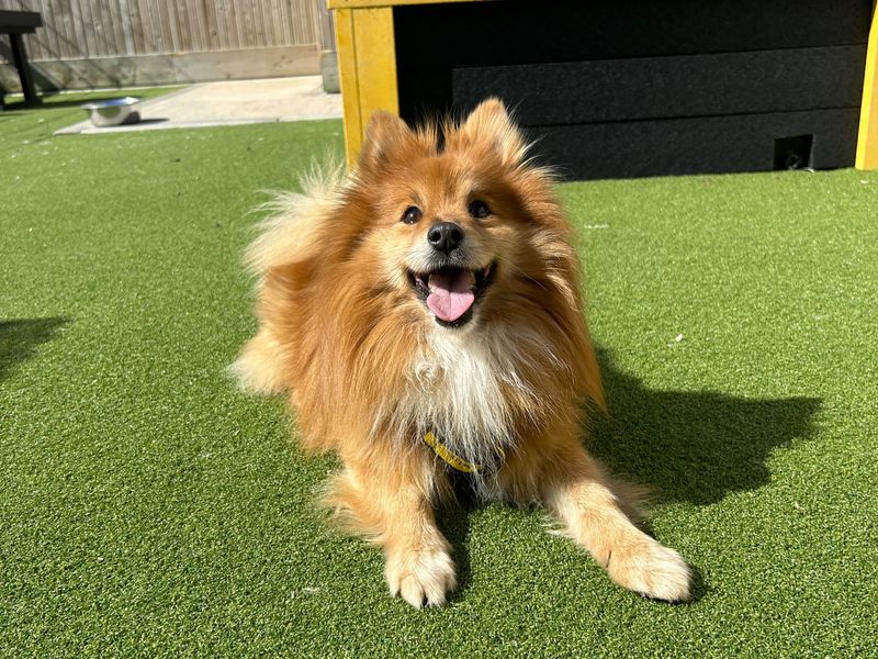 Archie for sale in Ballymena, Co Antrim