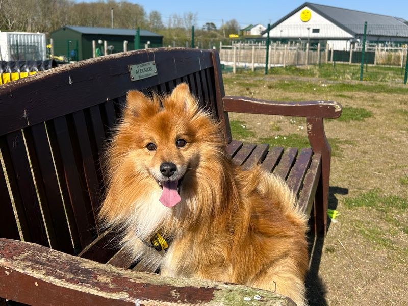 Archie for sale in Ballymena, Co Antrim | Image 2
