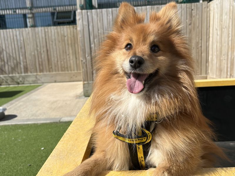 Archie for sale in Ballymena, Co Antrim | Image 3