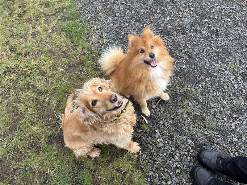 Maisie for sale in Ballymena, Co Antrim