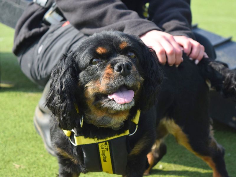 Ruby for sale in Uxbridge, London