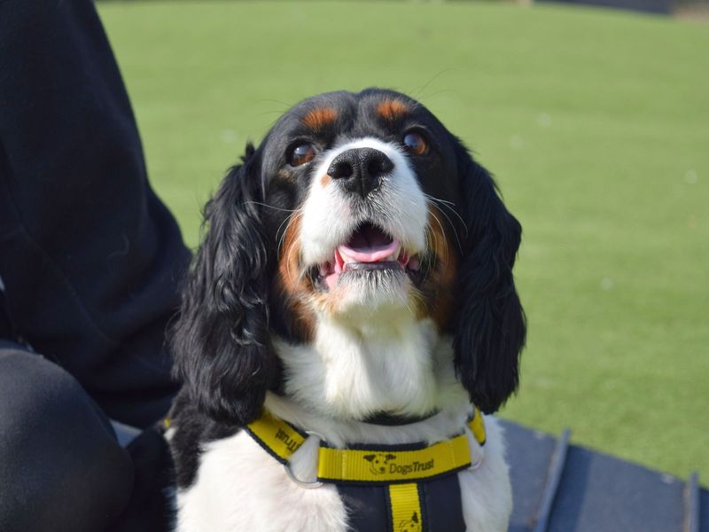 Pippa | Spaniel (Cavalier King Charles) Cross | Harefield West London - 1