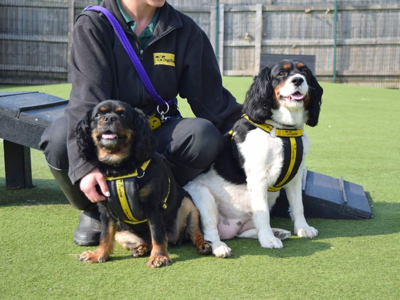 Pippa and Ruby for sale in Uxbridge, London - Image 2