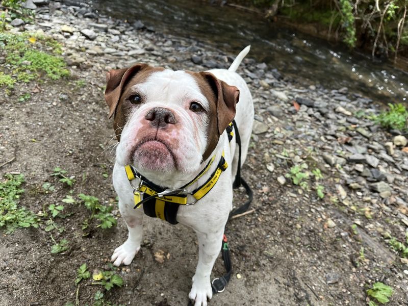 English Bulldog for adoption in Ilfracombe, Devon – 6 years old - Image 2 of 3