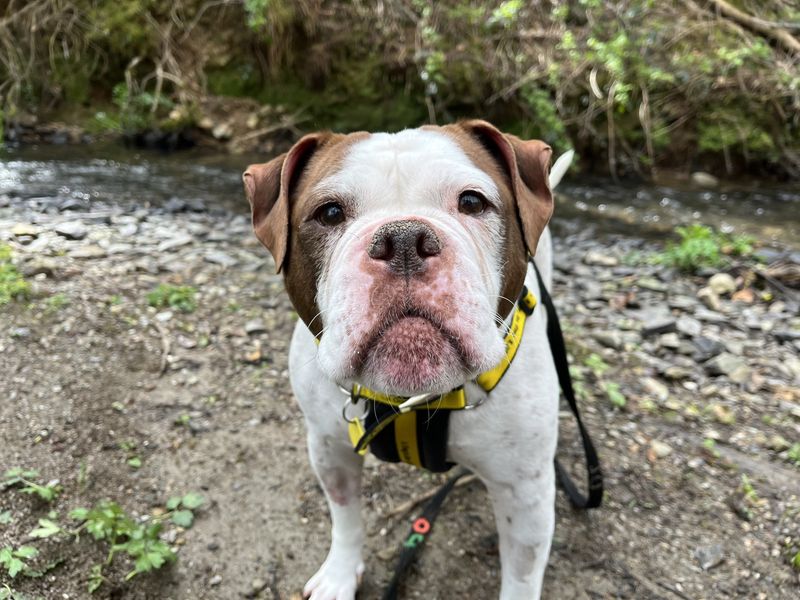 English Bulldog for adoption in Ilfracombe, Devon – 6 years old - Image 3 of 3