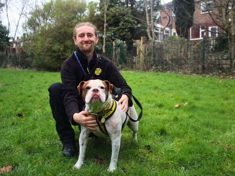 undefined | Bulldog | undefined - 8