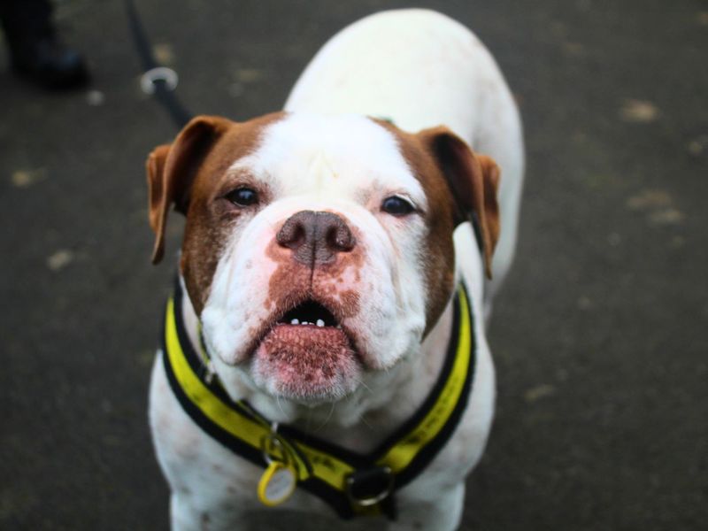 undefined | Bulldog | undefined - 7