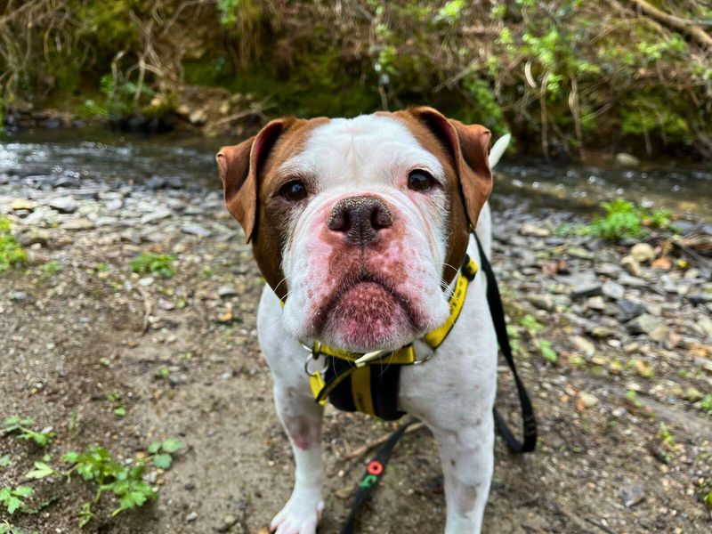 undefined | Bulldog | undefined - 9