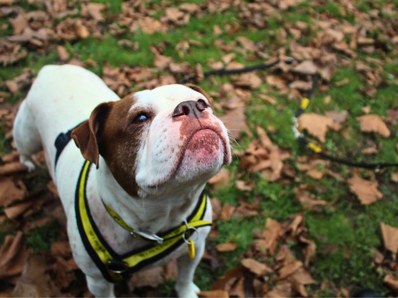 undefined | Bulldog | undefined - 10
