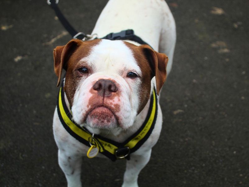 Zee, a 6 years old female Bulldog available for adoption from Dogs Trust in Manchester, Greater Manchester