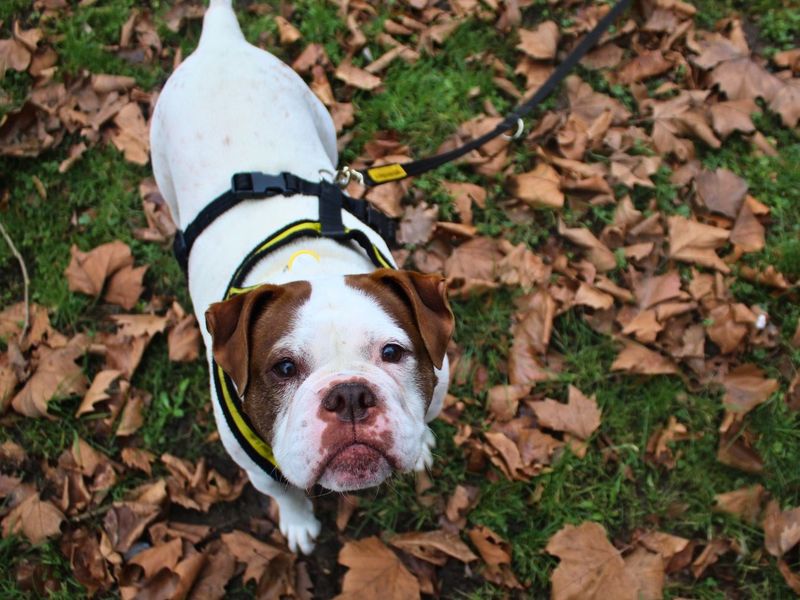 undefined | Bulldog | undefined - 6
