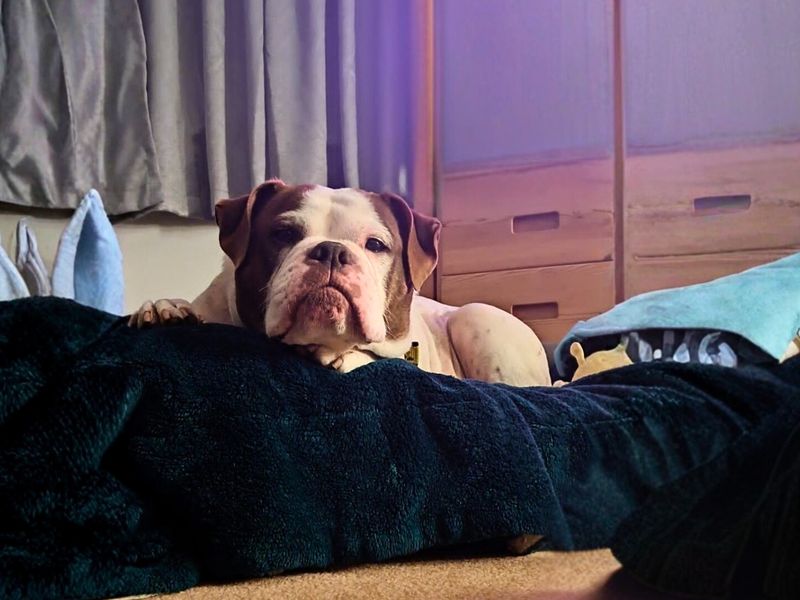 undefined | Bulldog | undefined - 11