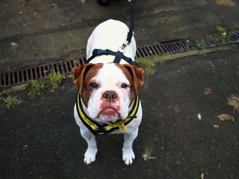 undefined | Bulldog | undefined - 3