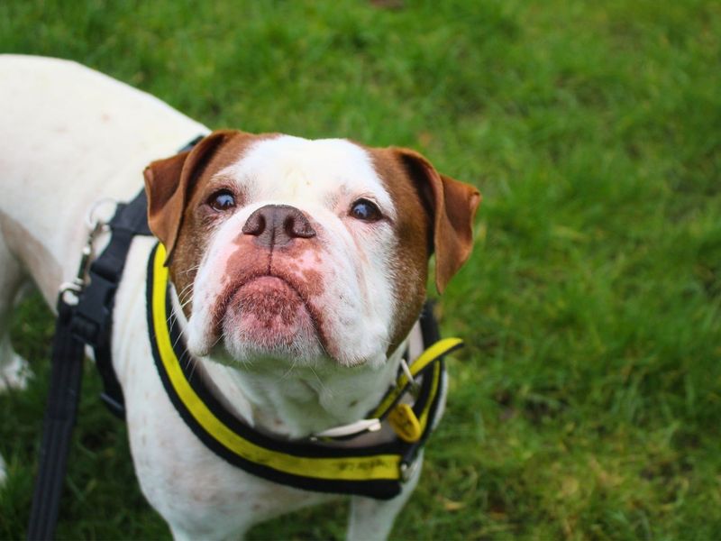undefined | Bulldog | undefined - 4