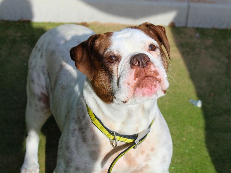 Bluebell | Bulldog | Manchester - 6