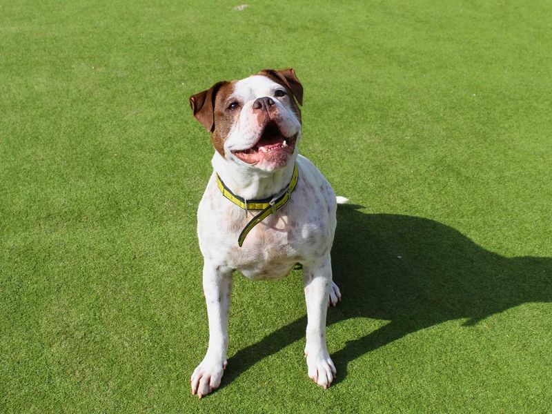 Bluebell | Bulldog | Manchester - 7