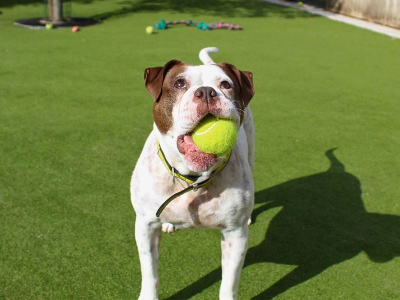 Bluebell | Bulldog | Manchester - 5