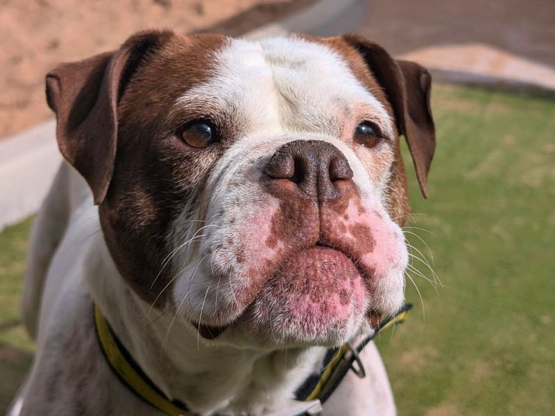 Bluebell | Bulldog | Manchester - 2