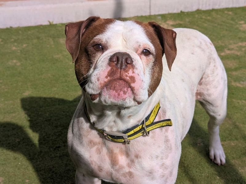 Bluebell | Bulldog | Manchester - 9