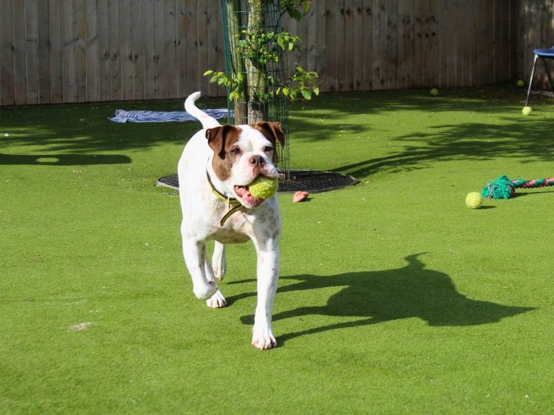 Bluebell | Bulldog | Manchester - 4