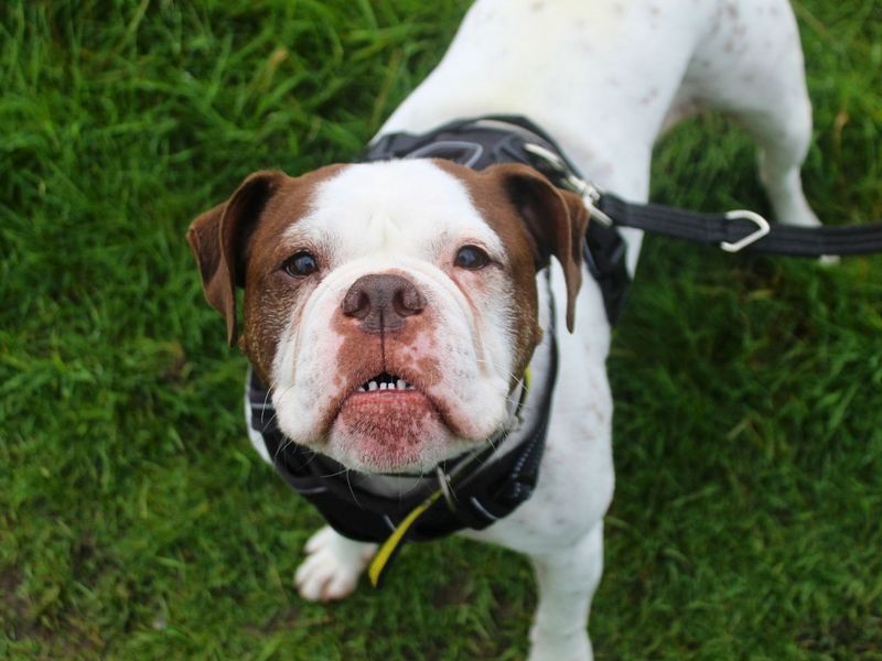 Bluebell | Bulldog | Manchester - 3