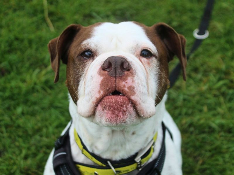 Bluebell | Bulldog | Manchester - 4