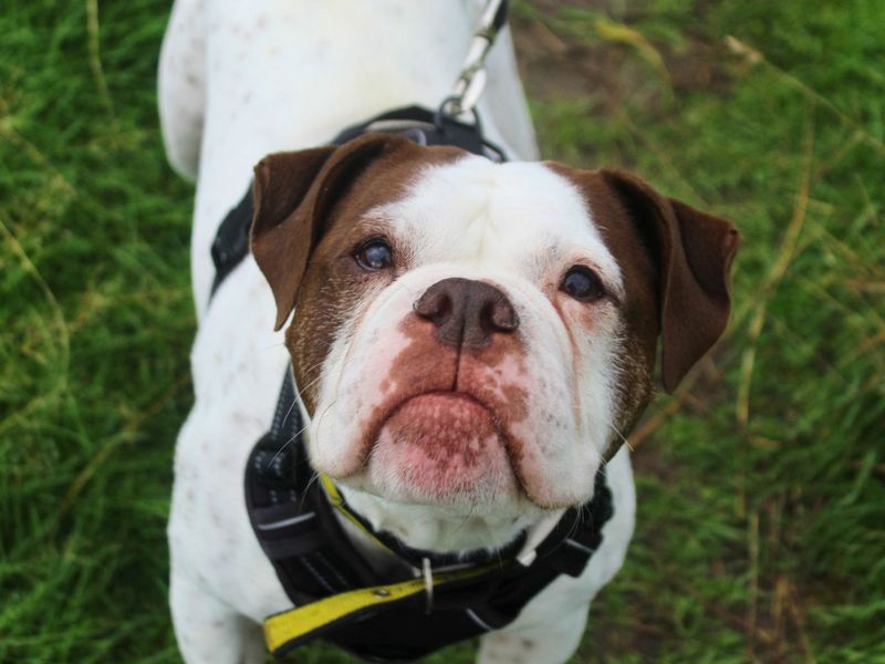 Bluebell | Bulldog | Manchester - 9