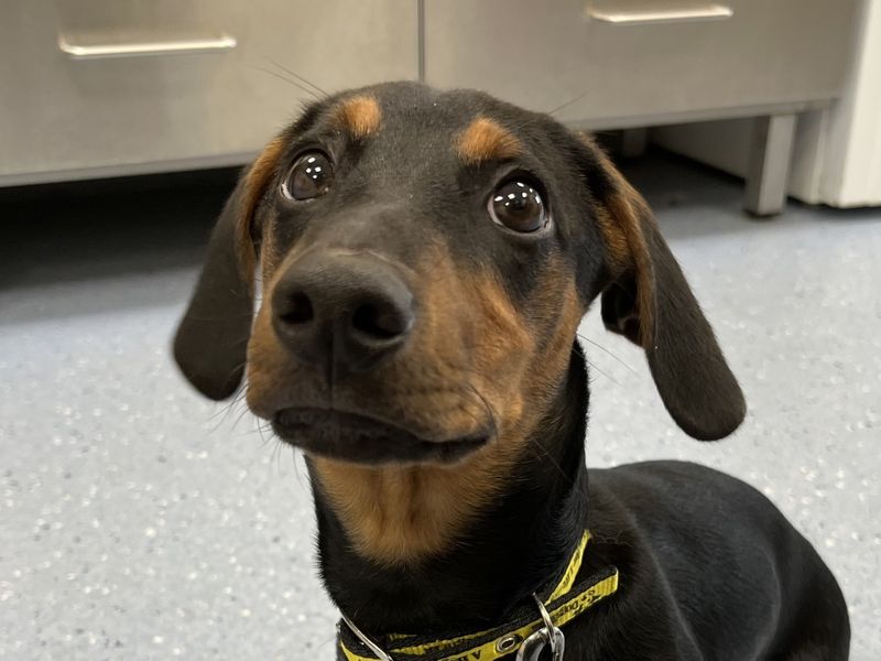 Benji for sale in Evesham, Worcestershire | Image 2