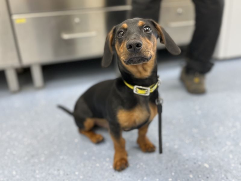 Benji for sale in Evesham, Worcestershire