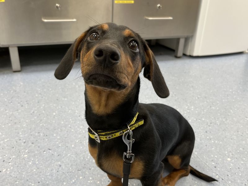 Benji for sale in Evesham, Worcestershire - Image 3