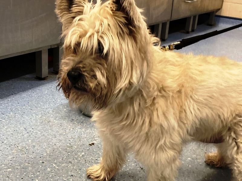 Merlot | Terrier (Cairn) | Loughborough - 1