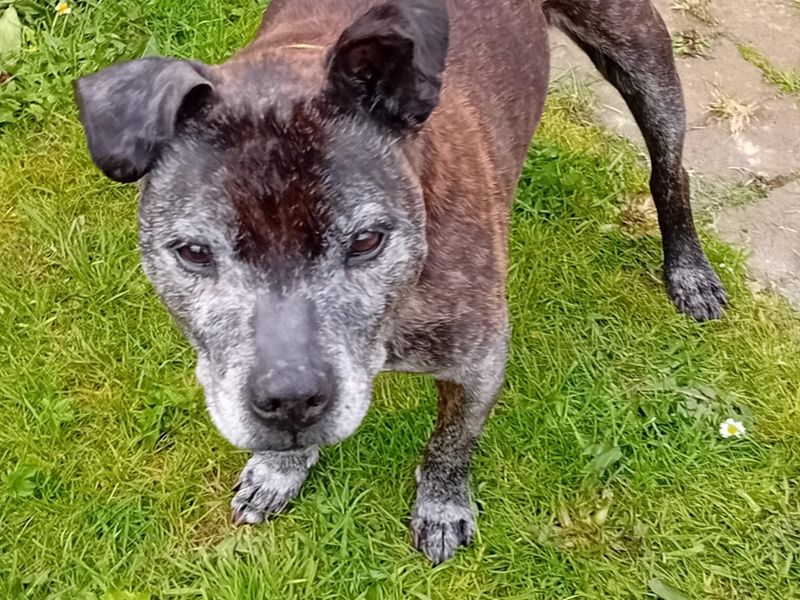 Staffordshire Bull Terrier for adoption in Newton Tony, Wiltshire – 15 years old - Image 2 of 2