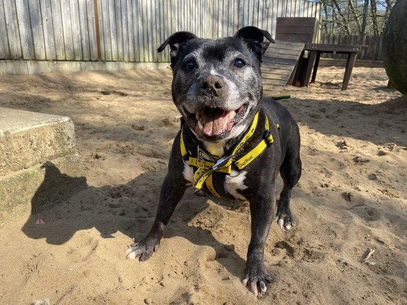 Staffordshire Bull Terrier for adoption in Ilfracombe, Devon – 13 years old - Image 3 of 3