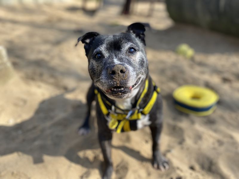 Staffordshire Bull Terrier for adoption in Ilfracombe, Devon – 13 years old - Image 2 of 3