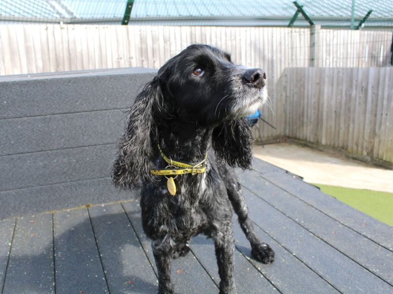 Cocker Spaniel for adoption in Evesham, Worcestershire – 11 years old - Image 4 of 5